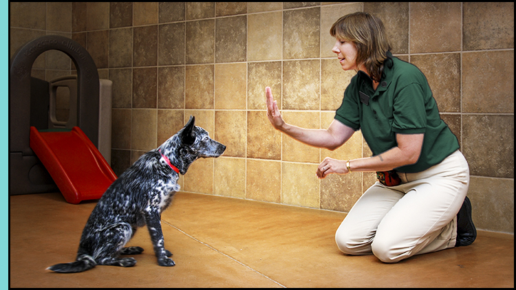 Janet Deaton, dog trainer